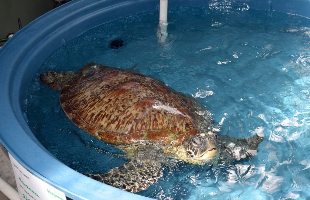 friends turtle rescue