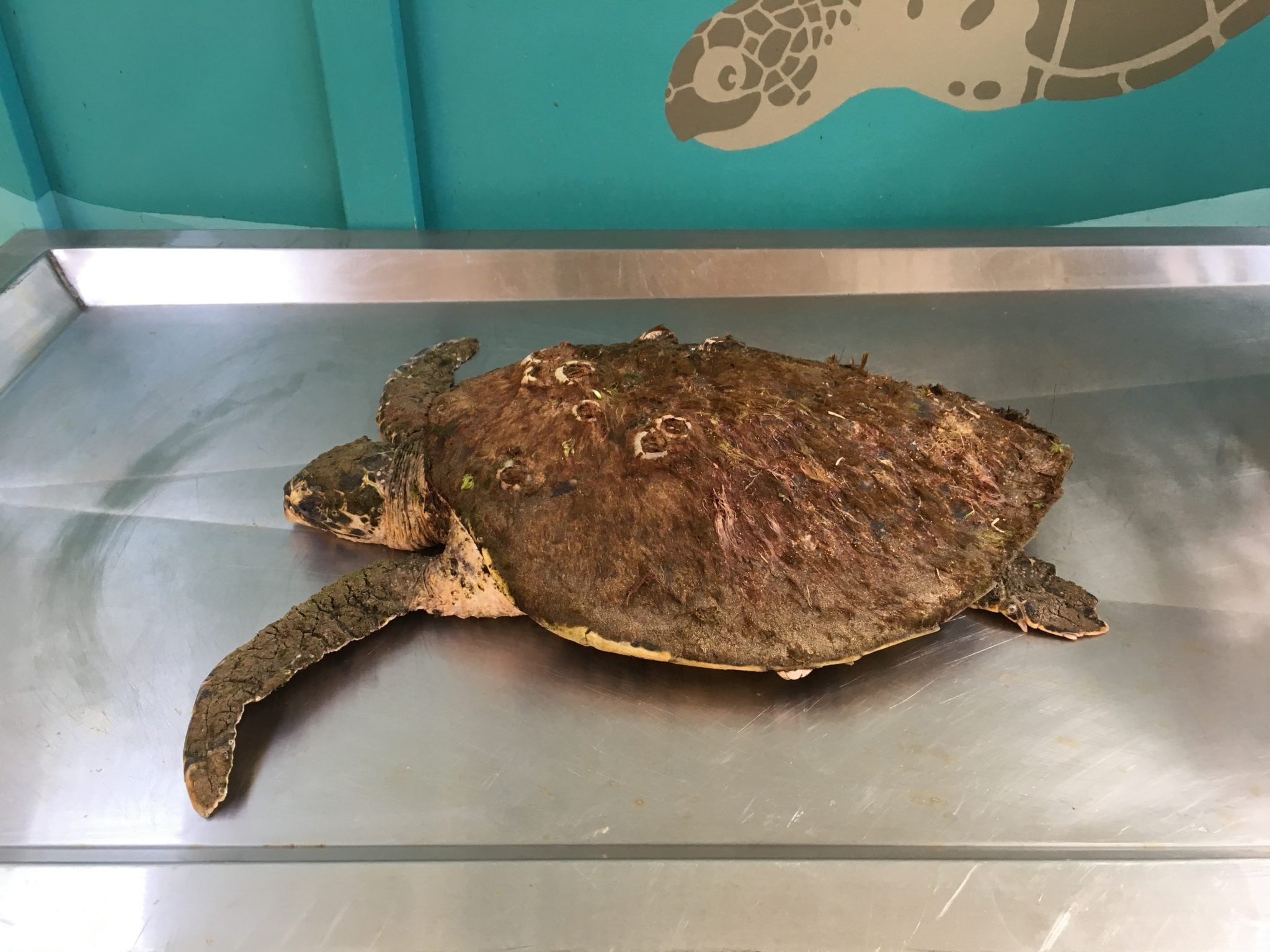 Turtle Rescue – Barnacle Bill
